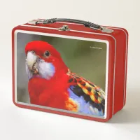 A Cheeky and Colorful Eastern Rosella Parrot Metal Lunch Box