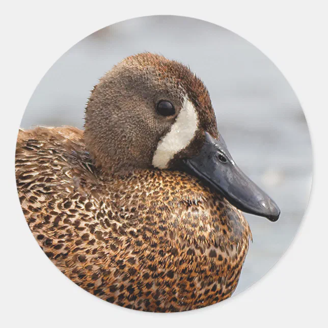 Portrait of a Blue-Winged Teal Classic Round Sticker