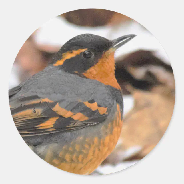 Stunning Varied Thrush Songbird in Winter Classic Round Sticker