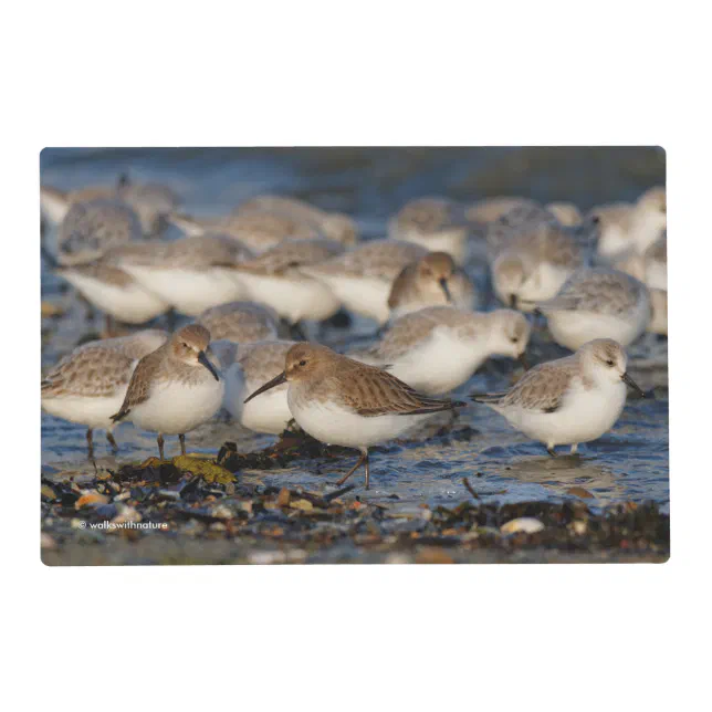 Flock of Dunlins and Sanderlings at the Beach Placemat