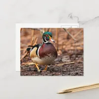 Stunning Wood Duck in the Woods Postcard