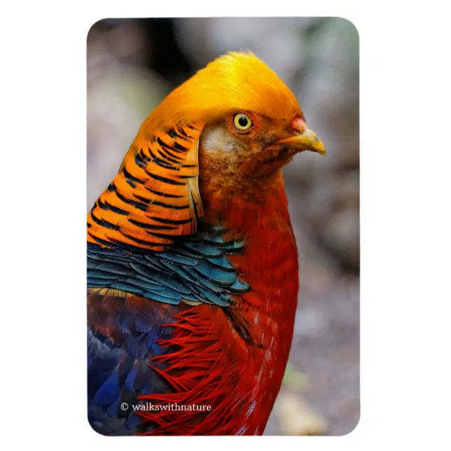 Stunning Profile of a Red Golden Pheasant Magnet