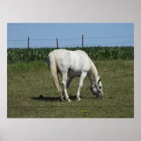 Pretty White Horse Eating in Field  on Farm Poster