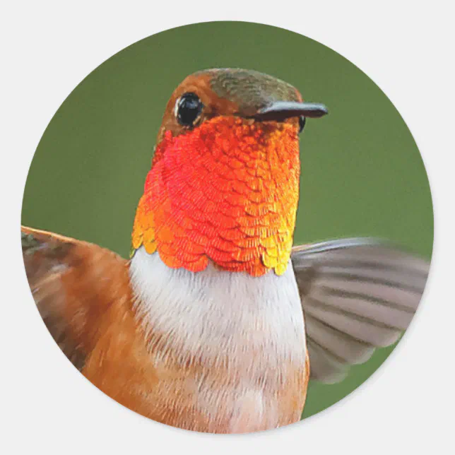 Stunning Male Rufous Hummingbird Flying Jewel Classic Round Sticker