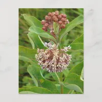 Milkweed is Pretty Postcard