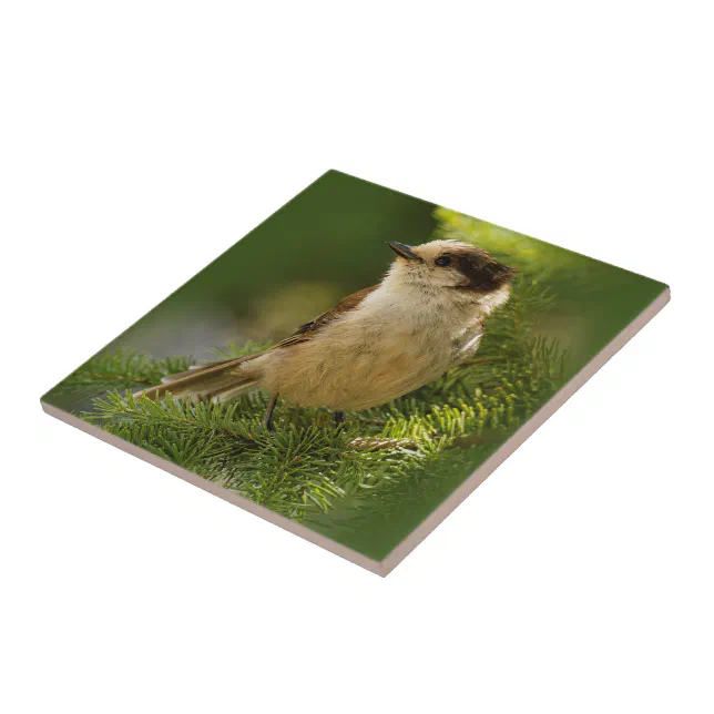 Cute Grey Jay / Whiskeyjack Songbird on Fir Tree Ceramic Tile