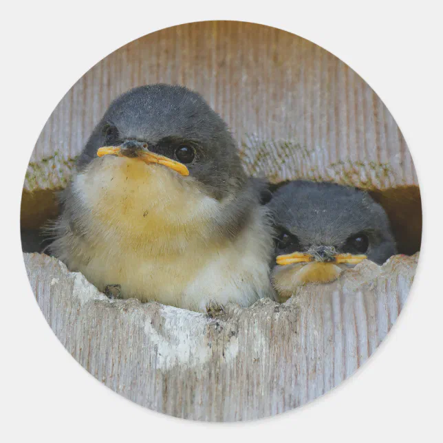 Cute Baby Tree Swallow Songbirds in Nestbox Classic Round Sticker