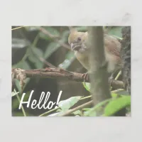 Hello! Saying Hi Cardinal on Branch Postcard
