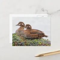 Harlequin Ducks on Seaweed-Covered Rocks Postcard