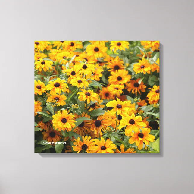 Rudbeckias / A Bed of Black-Eyed Susans Canvas Print