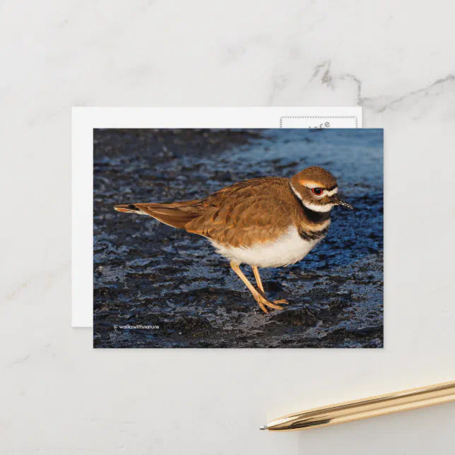 Killdeer Shorebird on Icy Mudflats Postcard