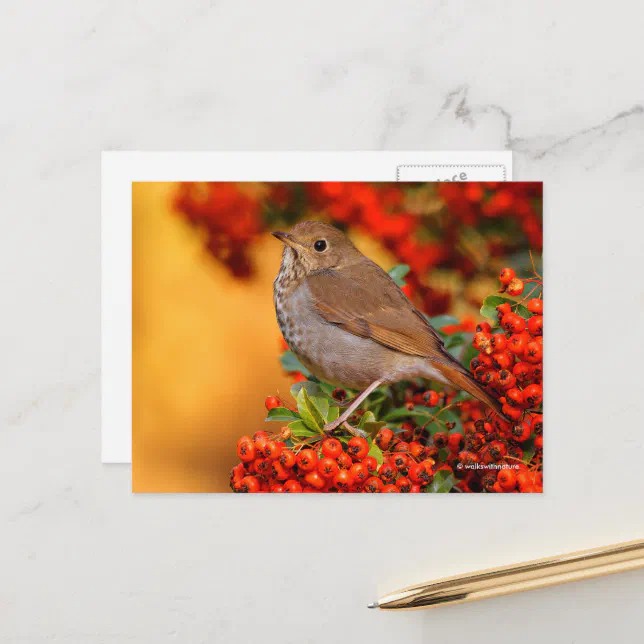 Stunning Hermit Thrush Songbird on Pyracantha Postcard