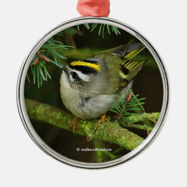 Cute Kinglet Songbird Causes a Stir in the Fir Metal Ornament