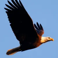 WWN Bald Eagle Flying into the Winter Sunset