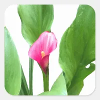 Pretty Pink Calla Lily Square Sticker