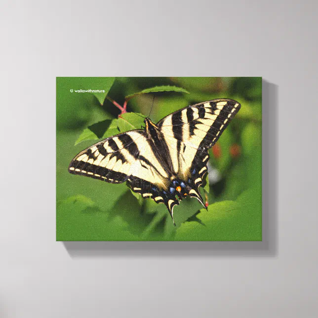 Beautiful Western Tiger Swallowtail Butterfly Canvas Print