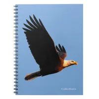 Breathtaking Bald Eagle in Winter Sunset Flight Notebook