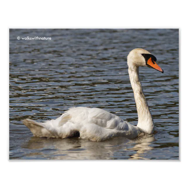 Stunning Mute Swan Gliding by on the Lake  Photo Print