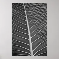 Tropical Palm Leaf Black and White Photograph Poster