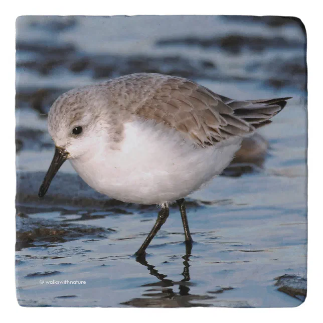 Cute Sanderling Sandpiper Wanders Winter Shores Trivet