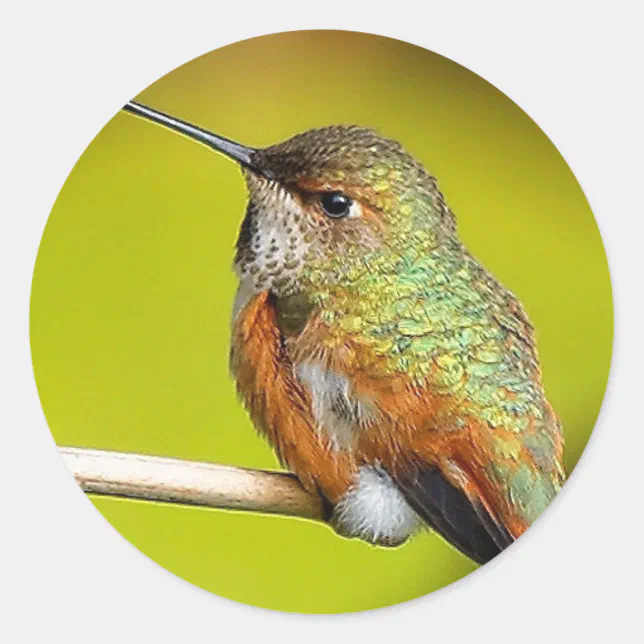Feisty Little Girl: Rufous Hummingbird Classic Round Sticker
