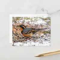 Stunning Varied Thrush Songbird on Snowy Ground Postcard