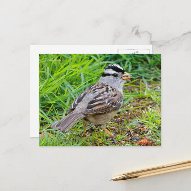 White-Crowned Sparrow Songbird in the Grass Postcard