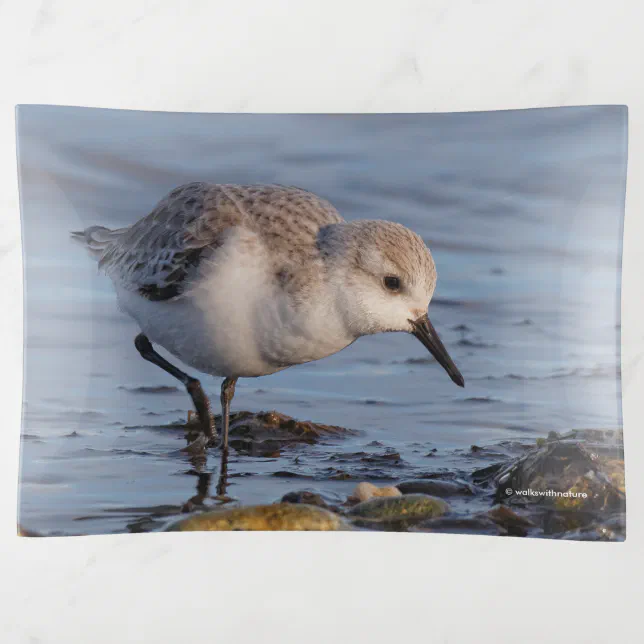 Cute Sanderling Sandpiper Strolls the Beach Trinket Tray