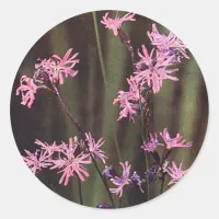 Wildflowers: Ragged Robin Classic Round Sticker