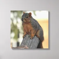 Adorable Squirrel Photograph  Canvas Print