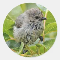 Cute Wet Young Bushtit Songbird on the Laurel Classic Round Sticker