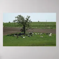 Wisconsin Cows Lounging under the Tree Poster