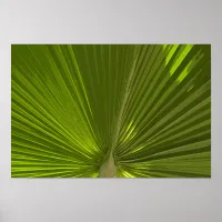 Green Tropical Palm Tree Frond Poster