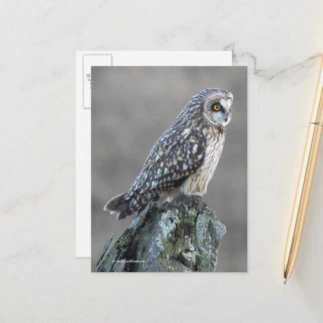 Short-Eared Owl in the Marsh Postcard