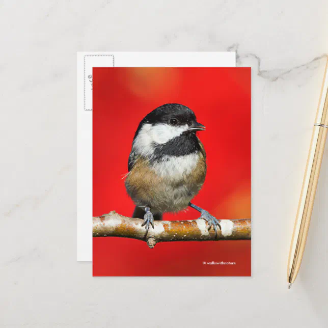 Cute Black-Capped Chickadee with Red Autumn Leaves Postcard
