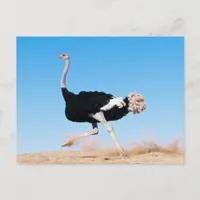 Run Ostrich Run Postcard