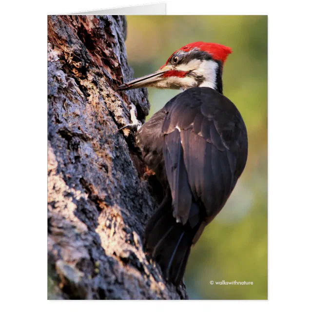 Beautiful Pileated Woodpecker on the Tree