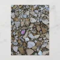 Cute Purple Little Heart on Black Rock in Rocks Postcard