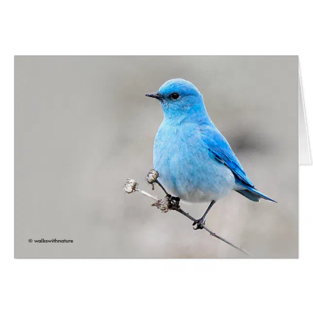 Beautiful Mountain Bluebird