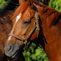 WWN Beautiful Chestnut Horses in the Summer Sun