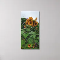 Sunflower and Morning Glory Photography  Canvas Print