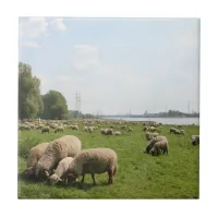 Grazing Sheep by the Rhine Ceramic Tile