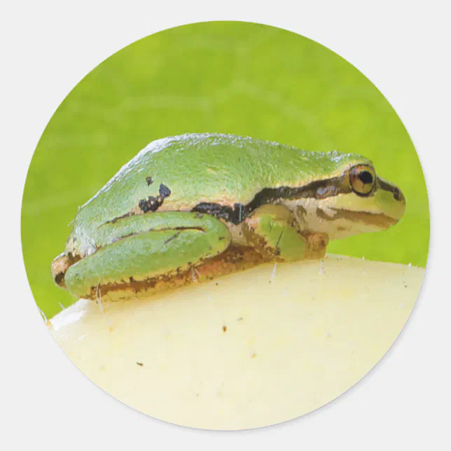 Cute Pacific Tree Frog on Summer Squash Classic Round Sticker