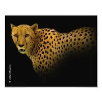 Trading Glances with a Magnificent Cheetah Photo Print