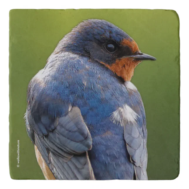 Beautiful Barn Swallow Trivet