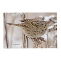 Lincoln's Sparrow on Tansy Placemat