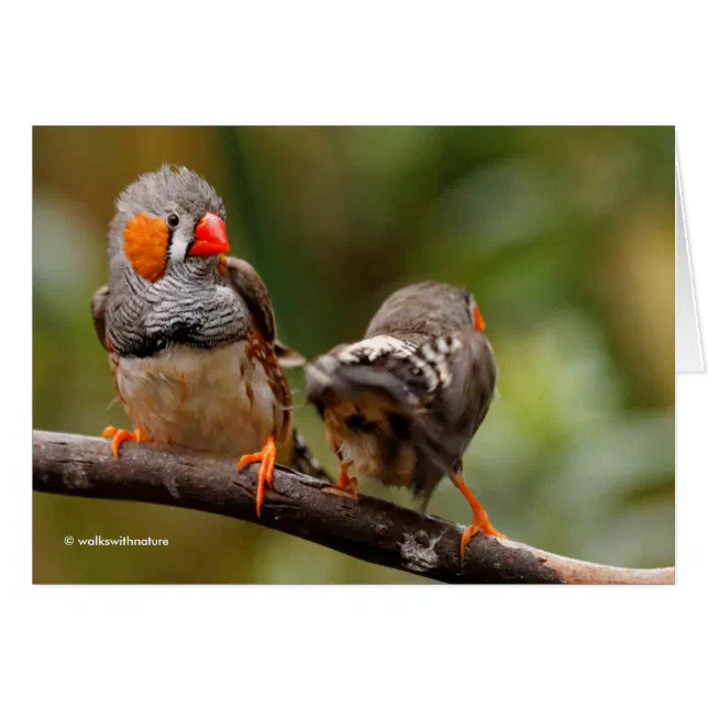 A Cheeky Pair of Zebra Finches