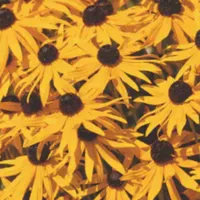 WWN Beautiful Black-Eyed Susans