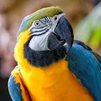 WWN Beautiful Blue and Gold Macaw