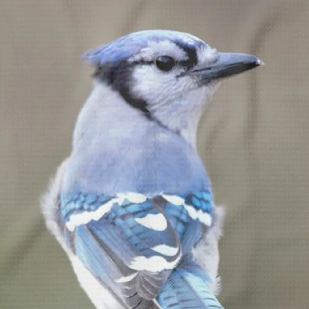 WWN Bold Blue Jay Songbird on the Stump